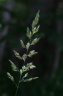 phalaris arundinacea