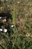 setaria italica-subsp.pycnocoma