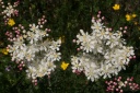filipendula vulgaris