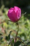 rosa gallica