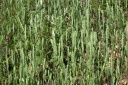 crucianella angustifolia