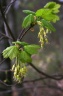 acer opalus