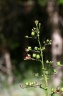 scrophularia oblongifolia