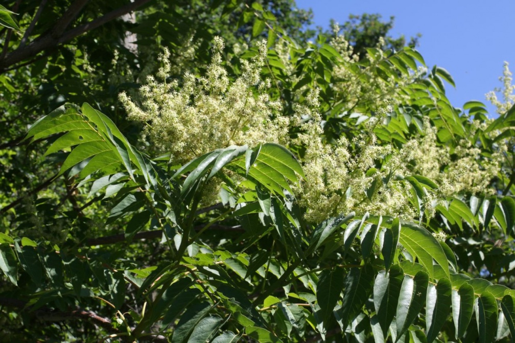 Ailanthus altissima (Mill.) Swingle, 1916 - Ailante