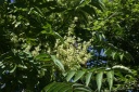 Ailanthus altissima (Mill.) Swingle, 1916 - Ailante