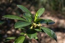 Thymeleaceae
