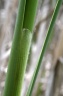typha angustifolia