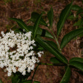 Sambucus nigra L., 1753 - Sureau noir
