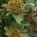 Viburnum lantana L., 1753 - Viorne lantane