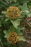 Viburnum lantana L., 1753 - Viorne lantane