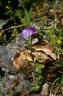 viola arvensis