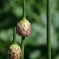 Allium vineale L., 1753 - Ail des vignes